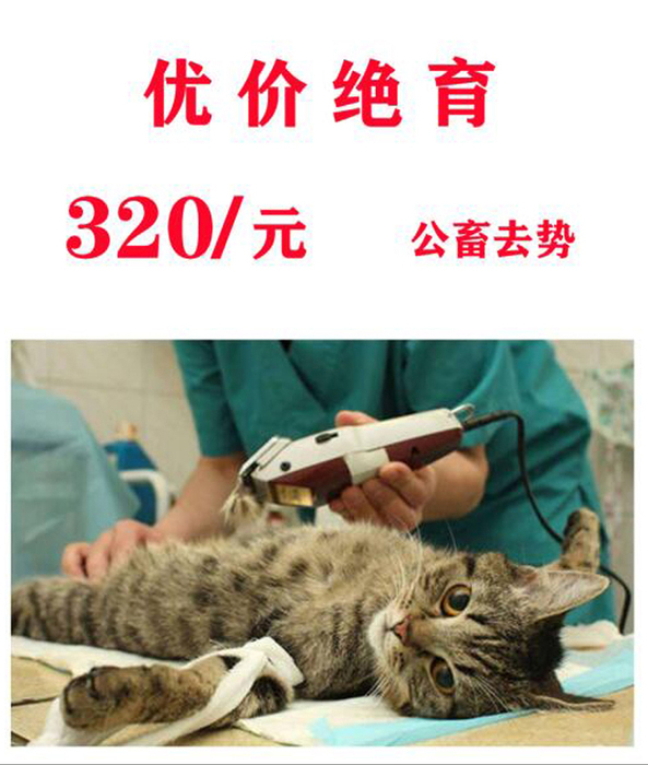 去势(绝育)手术